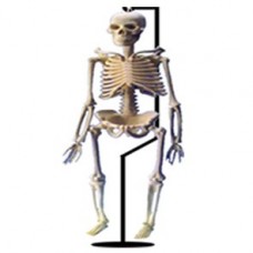 SKELETON _LIFE SIZE MODEL